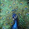 Painted Peacock Poster Print by Tre Sorelle Studios - Item # VARPDXRB10728TS